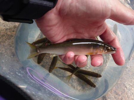 雨後の小鮎釣り