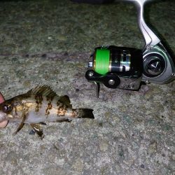 メバル新規開拓！