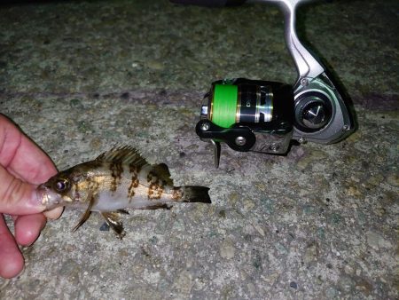 メバル新規開拓！