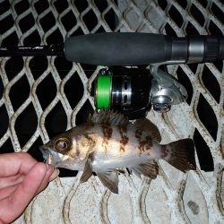 メバリングは密？