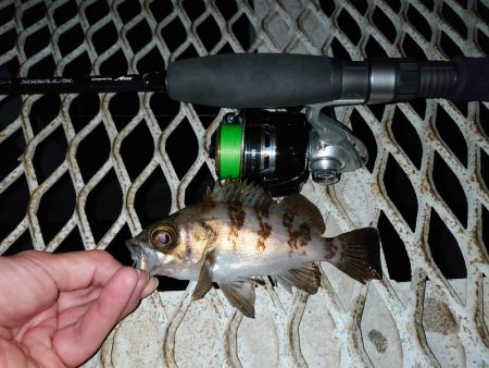 メバリングは密？