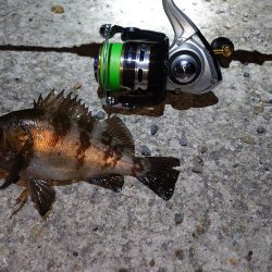 人工島でメバル