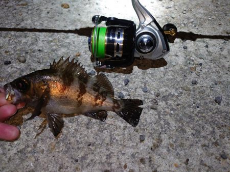 人工島でメバル