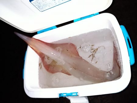 エギング_でか真イカ