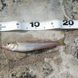 シーズンに入りました