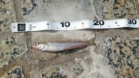 シーズンに入りました