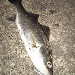 ぶらシーバス！！