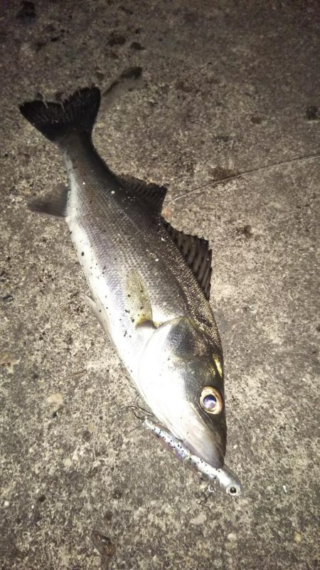 ぶらシーバス！！