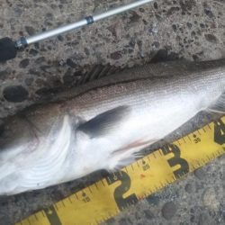 ぶらシーバス!!