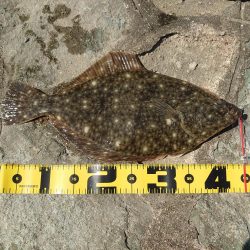 間違いなく平たい魚 兵庫県 瀬戸内海側 播磨 高砂 フラットフィッシュ エイ 陸っぱり 釣り 魚釣り 釣果情報サイト カンパリ