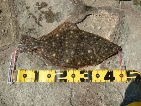 間違いなく平たい魚