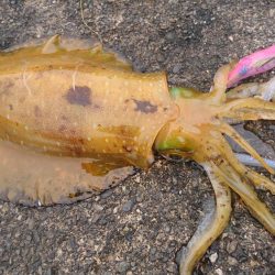 今回も何とかアオリ