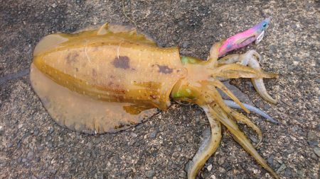 今回も何とかアオリ