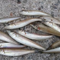 キスの活性が上がり始めました