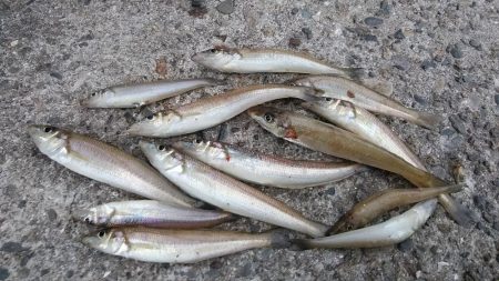 キスの活性が上がり始めました