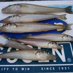 白灯台波止のキス調査