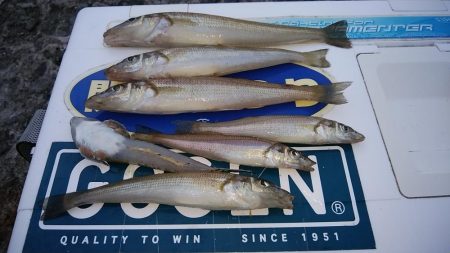 白灯台波止のキス調査