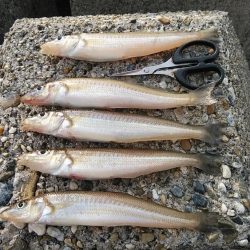 東二見でキス狙い