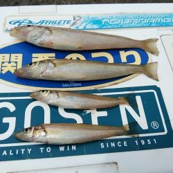 近場のキス調査