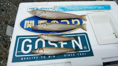 近場のキス調査