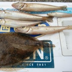 播磨新島のキス調査