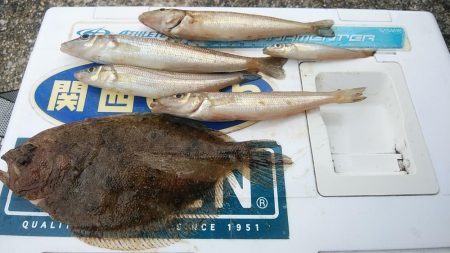 播磨新島のキス調査