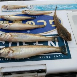 東二見西水路のキス調査