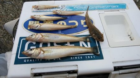 東二見西水路のキス調査