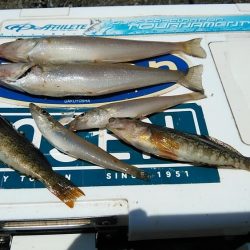 東二見西水路のキス調査