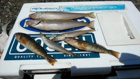 東二見西水路のキス調査