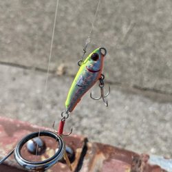 何でチヌばっかり。。。