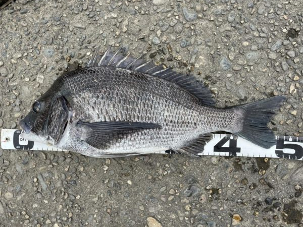 イチノ兄弟、釣果！