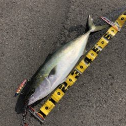 久しぶりのメジロ