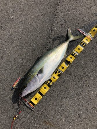 久しぶりのメジロ