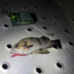 メバリングしてたらチヌが…