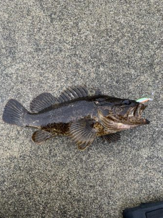 ビギナーズラック？