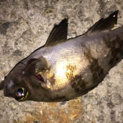 たまにはメバリング