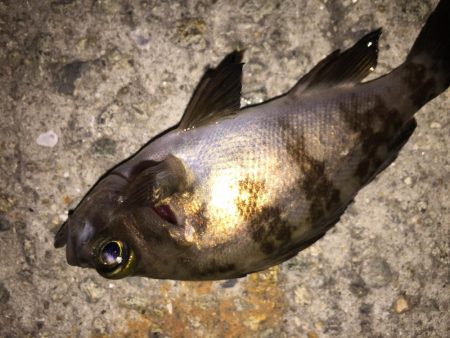 たまにはメバリング