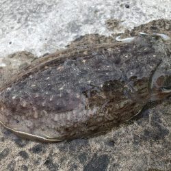 コウイカエギング