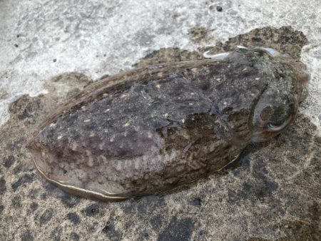 コウイカエギング