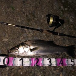 ナイトシーバス