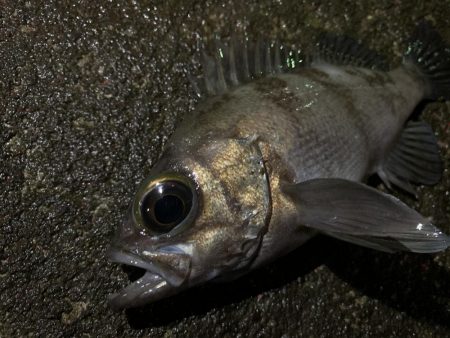 昨日より食い悪し