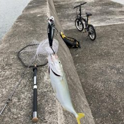 西宮ケーソン、メジロ上がりました