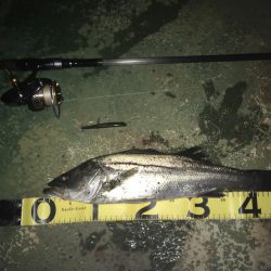 @バチ抜けシーバス