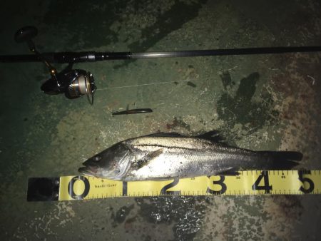 @バチ抜けシーバス