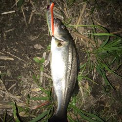 淀川のシーバス釣りパート2