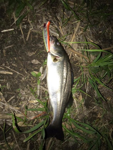 淀川のシーバス釣りパート2