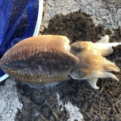 コウイカエギング