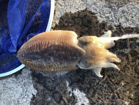 コウイカエギング