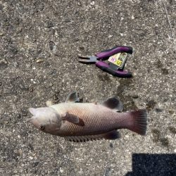 コブダイきたきた